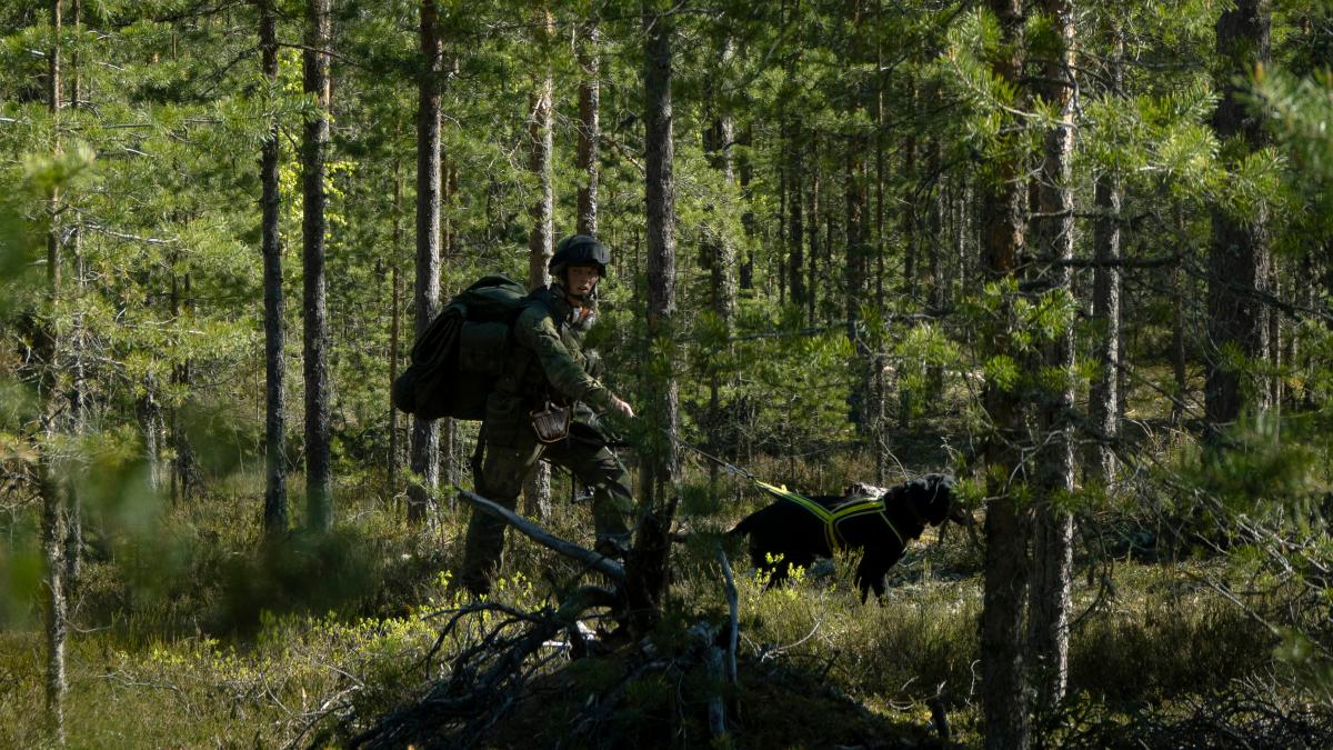 Sotakoiranohjaa metsässä suorittamassa koulutushaarakoetta.