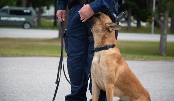 Kuvassa on poliisi ja sotakoira.