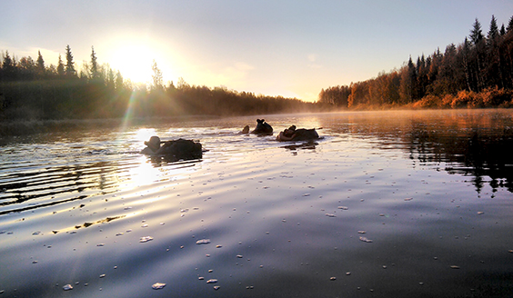 Soldiers swim in the river with big backpacks