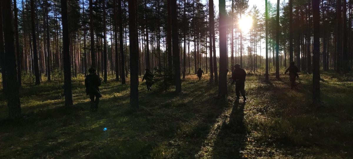 sotilaita liikumassa kuvaajasta poispäin metsässä