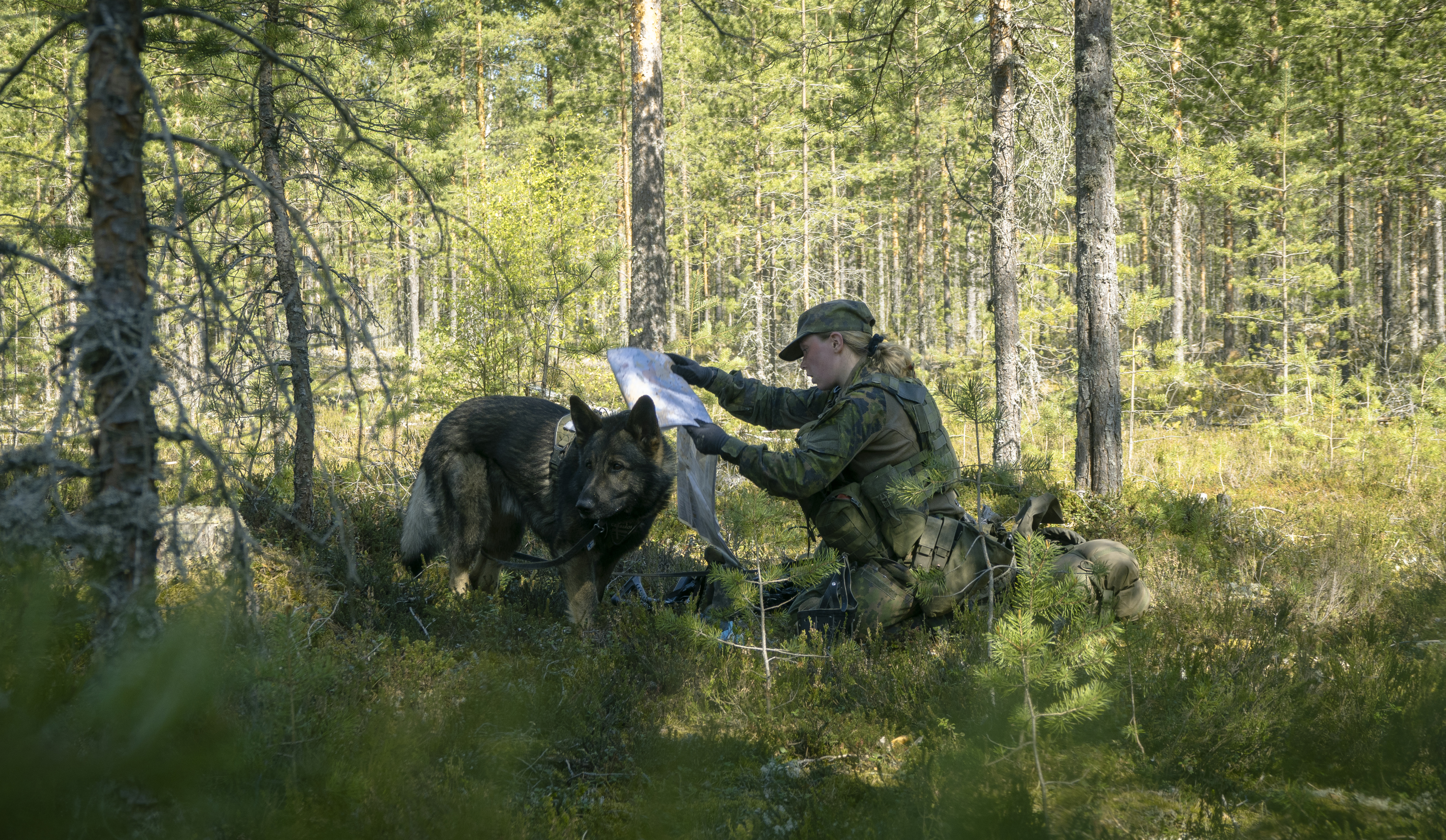 Varusmiessotakoiranohjaaja suorittamassa sotakoiran kanssa koulutushaarakoetta.